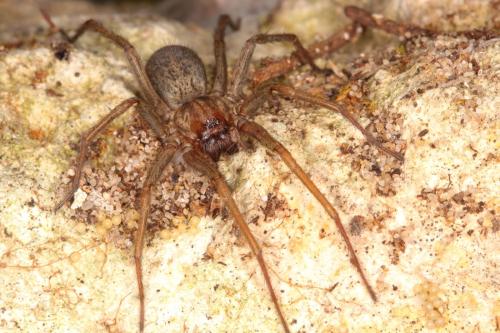 Eratigena agrestis